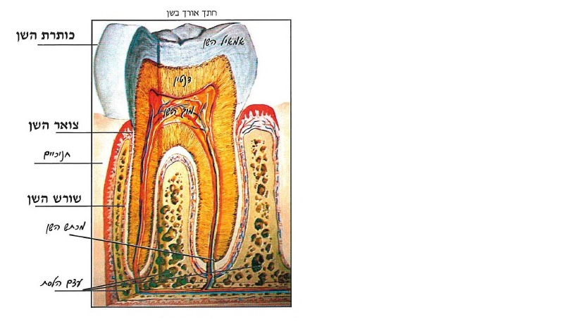 חתך אורך בשן:כותרת השן, צואר השן, חניכיים, שורש השן, מכתש השן, עצם הלסת, מוך השן, דנטין, אמאיל השן